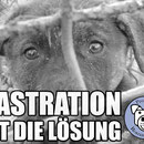 6 Hunde, Pro Dog Romania eV für Tierheim Ploiesti, Rumänien