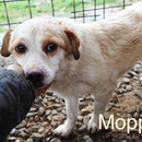 1 Tier in Rumänien durch Namenspatenschaft Moppel Pro Dog Romania eV