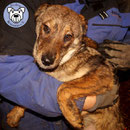 1 Hund in Rumänien durch Namenspatenschaft Campino, Pro Dog Romania eV