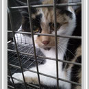 Katze Eva, Benjis Tierherzen, Erkelenz
