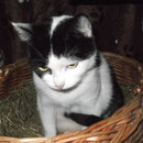 Katze Beauty, Tierhof Stade eV