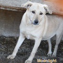 1 Tier in Rumänien durch Namenspatenschaft Moonlight Pro Dog Romania eV