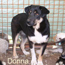 1 Tier in Rumänien durch Namenspatenschaft Donna Pro Dog Romania eV