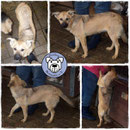 1 Hund in Rumänien durch Namenspatenschaft Virginia, Pro Dog Romania eV