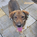 1 Tier in Rumänien durch Namenspatenschaft Jenson, Pro Dog Romania eV