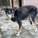 1 Tier in Rumänien durch Namenspatenschaft Traviata Pro Dog Romania eV