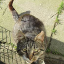 1 Kater durch Tierhof Stade eV