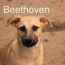 1 Tier in Rumänien durch Namenspatenschaft Beethoven, Pro Dog Romania eV
