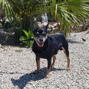 Rüde Monty, Refugio Esperanza, Crevillente, Spanien