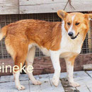 1 Tier in Rumänien durch Namenspatenschaft Reineke Pro Dog Romania eV