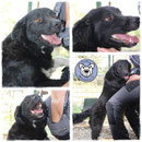 1 Hund in Rumänien durch Namenspatenschaft Mausi, Pro Dog Romania eV