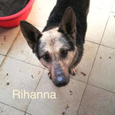 1 Tier in Rumänien durch Namenspatenschaft Rihanna, Pro Dog Romania eV