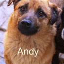 1 Tier in Rumänien durch Namenspatenschaft Andy Pro Dog Romania eV
