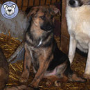 1 Hund in Rumänien durch Namenspatenschaft Ferrero, Pro Dog Romania eV
