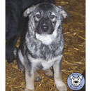1 Hund in Rumänien durch Namenspatenschaft Arabella, Pro Dog Romania eV