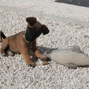 Cleo  -  vermittelt  Januar 2014