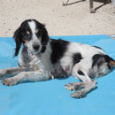Hündin Pirata, Refugio Esperanza, Crevillente, Spanien