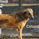 1 Tier in Rumänien durch Namenspatenschaft Columbus, Pro Dog Romania eV