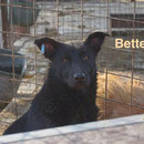 1 Tier in Rumänien durch Namenspatenschaft Bette, Pro Dog Romania eV