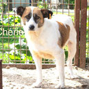 1 Tier in Rumänien durch Namenspatenschaft Chérie Pro Dog Romania eV