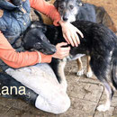 1 Tier in Rumänien durch Namenspatenschaft Kana Pro Dog Romania eV