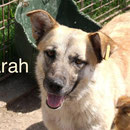 1 Tier in Rumänien durch Namenspatenschaft Farah Pro Dog Romania eV