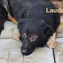 1 Tier in Rumänien durch Namenspatenschaft Lauda, Pro Dog Romania eV