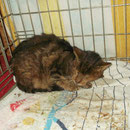Kater Henning, Tierhof Stade eV