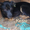 1 Tier in Rumänien durch Namenspatenschaft Kessi Pro Dog Romania eV