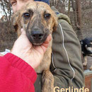 1 Tier in Rumänien durch Namenspatenschaft Gerlinde Pro Dog Romania eV