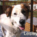1 Tier in Rumänien durch Namenspatenschaft Lesley Pro Dog Romania eV