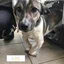 1 Tier in Rumänien durch Namenspatenschaft Litti, Pro Dog Romania eV