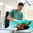 1 Tier in Rumänien über Tierhilfe Hoffnung eV