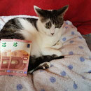 1 Katze bei Svetlana in Abakan/Russland über Tierhilfe Bluemoon & Pfötchenfreunde eV