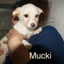 1 Tier in Rumänien durch Namenspatenschaft Mucki, Pro Dog Romania eV