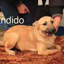 1 Tier in Rumänien durch Namenspatenschaft Bandido, Pro Dog Romania eV
