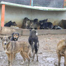 5 Hunde in Rumänien über Pro Dog Romania eV