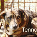 1 Tier in Rumänien durch Namenspatenschaft Tenno Pro Dog Romania eV