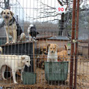 5 Hunde in Rumänien über Pro Dog Romania eV