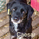 1 Tier in Rumänien durch Namenspatenschaft Caesar Pro Dog Romania eV