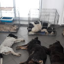 2 Tiere in Sibiu/Rumänien über Freie Tierhilfe eV