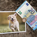 1 Hund in Rumänien über Pro Dog Romania eV