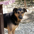 1 Tier in Rumänien durch Namenspatenschaft Henny Pro Dog Romania eV