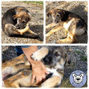 1 Hund in Rumänien durch Namenspatenschaft Kingston, Pro Dog Romania eV