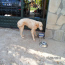Hündin "Namenlos", Gabis Tierschutz Antalya