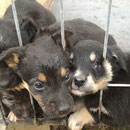 2 Hunde in Rumänien, Pro Dog Romania eV