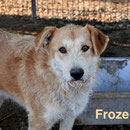 1 Tier in Rumänien durch Namenspatenschaft Frozen, Pro Dog Romania eV