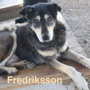 1 Tier in Rumänien durch Namenspatenschaft Fredriksson Pro Dog Romania eV