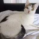 Katze Mia - Besitzertier in Deutschland