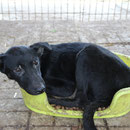 1 Hund in Rumänien durch Namenspatenschaft River, Pro Dog Romania eV